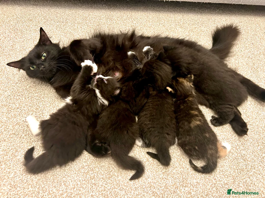 Mixed Breed cats for sale: Beautiful mixed breed kittens in Wolverhampton - Advert 6