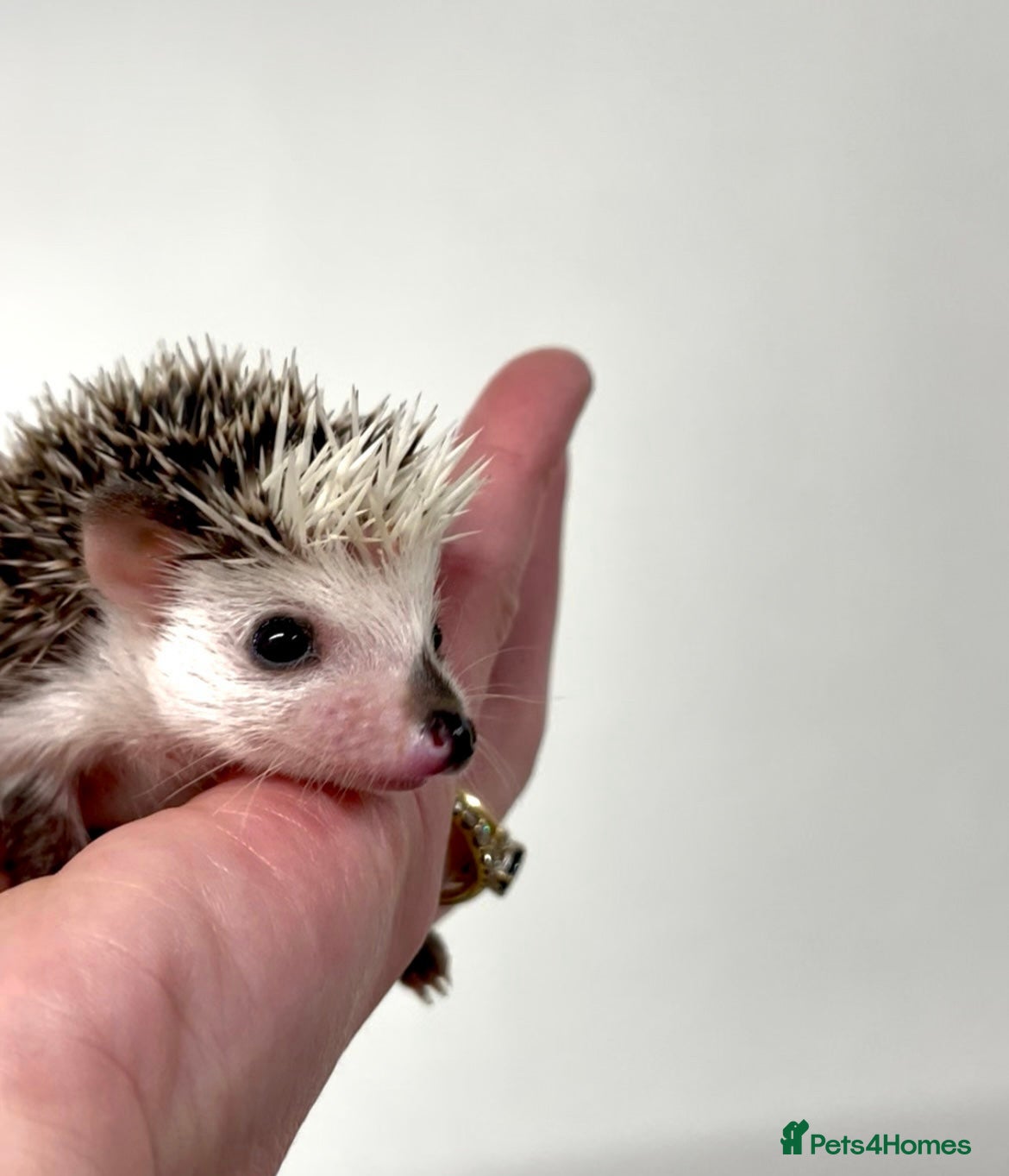 Pygmy Hedgehog rodents Beautiful Baby Hedgehogs 🦔 🍂 Pinto African Pygmy - Advert 1