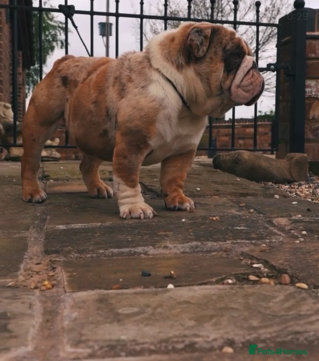 English Bulldog dogs for stud: “JUGGY” Chocolate and tan Merle 🤎 in Shifnal - Advert 2