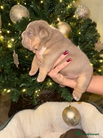 English Bulldog dogs Stunning English Bulldog Puppies 🐾🐶 - Advert 6