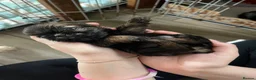Shih Tzu dogs for sale: imperial karishishi dobie shih tzu in Nottingham - Advert 3