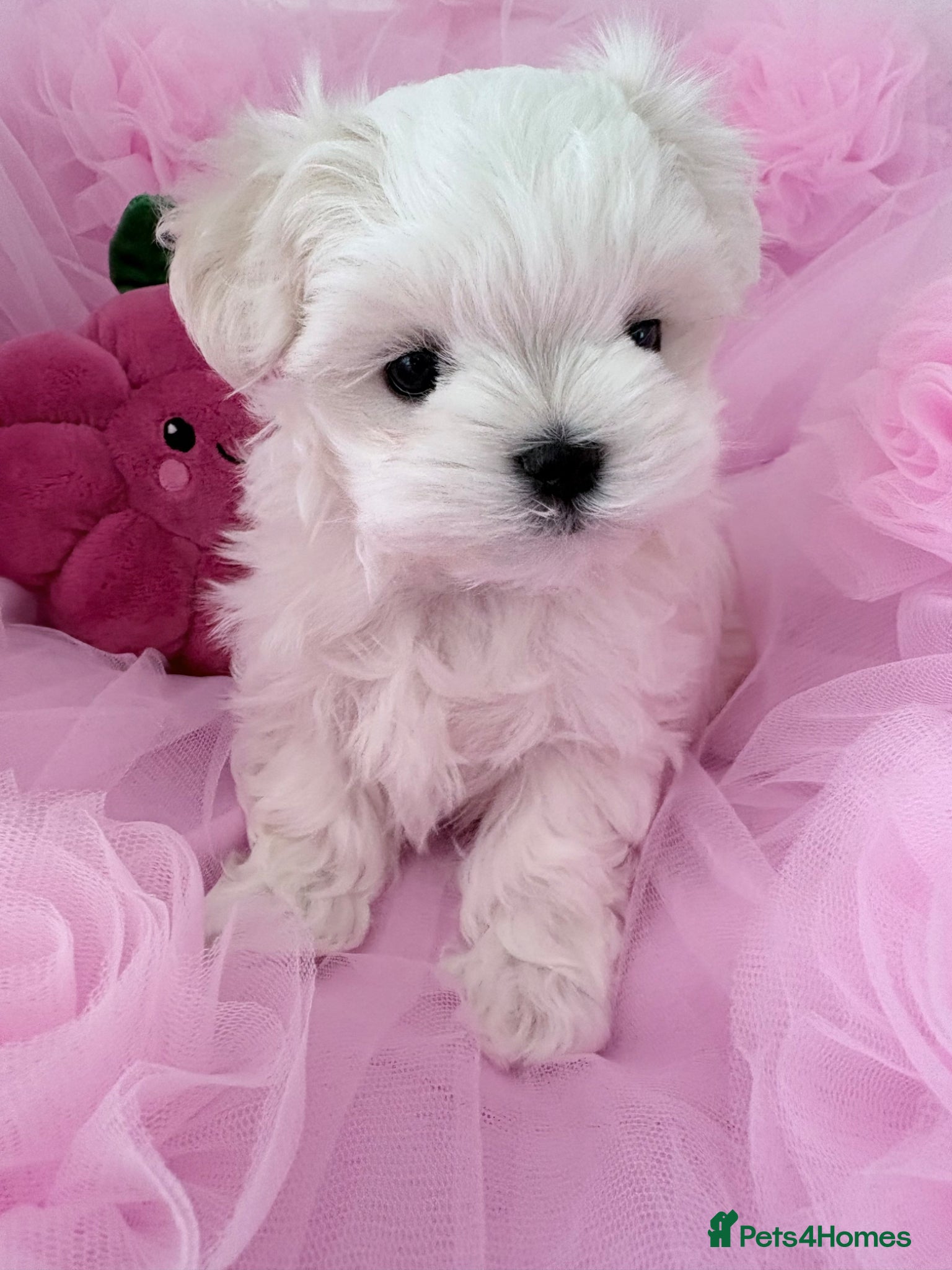 Maltese dogs 💗Gorgeous Korean baby girl 💗 - Advert 11