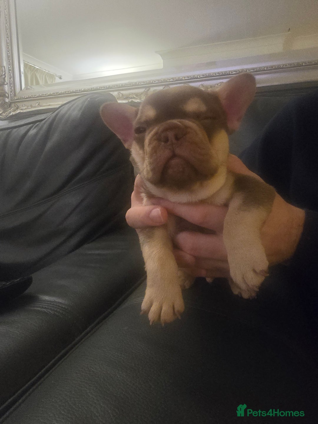 French Bulldog dogs for sale: 2 beautiful French bulldogs for sale - Advert 4