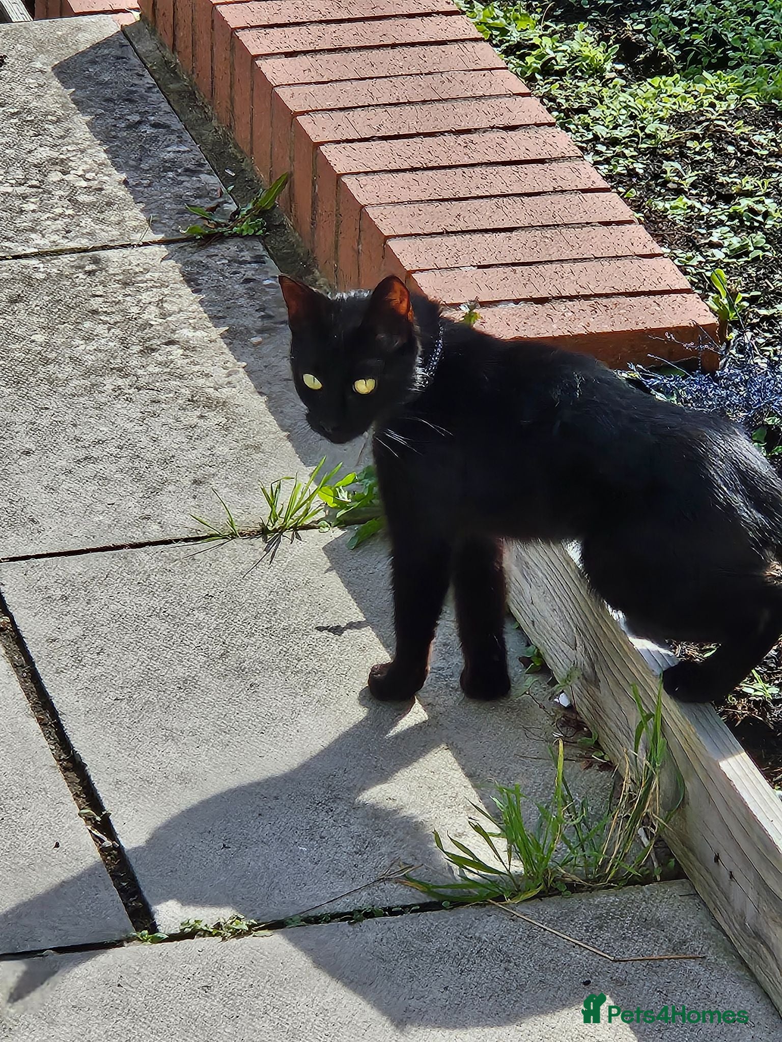 Mixed Breed cats 3 Kittens with incredible personalities ❤️ - Advert 1