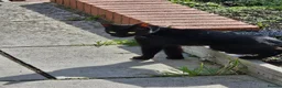 Mixed Breed cats for sale: 3 Kittens with incredible personalities ❤️ in Chepstow - Advert 1