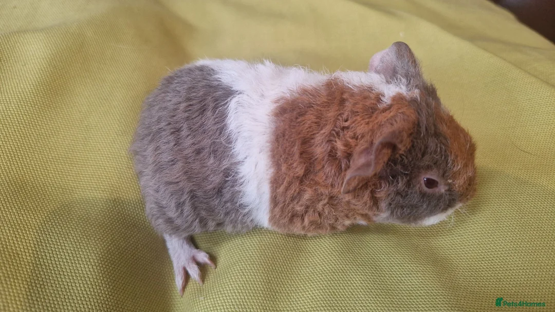Guinea Pig rodents for sale: Teddy guinea pigs in Leicester - Advert 2