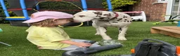 Dalmatian dogs for sale: Female dalmatian - Advert 4