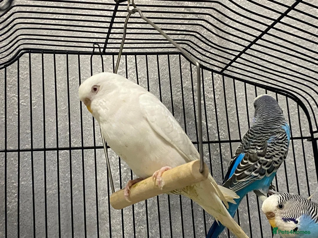 Budgerigars birds for sale: Budgies for sale - £15 - Advert 2