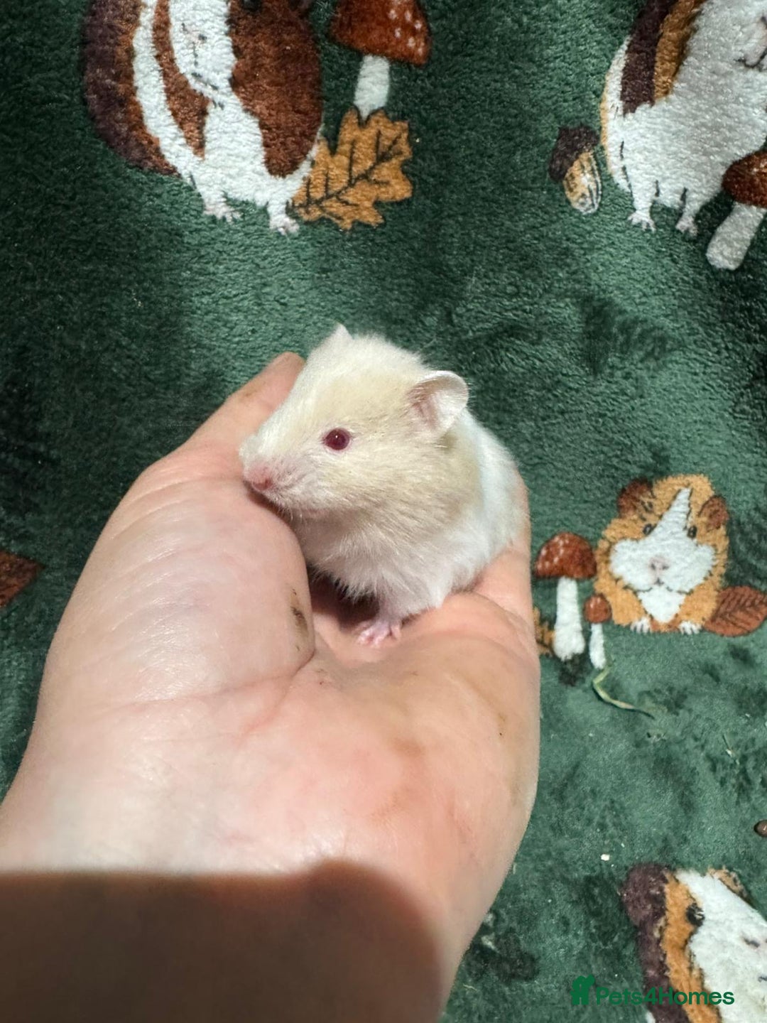 Hamster rodents for sale: Super Friendly Baby Syrian - Image 5