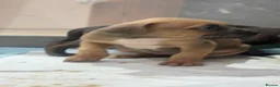 Cane Corso dogs for sale: Beautiful cane corso puppies  - Advert 12