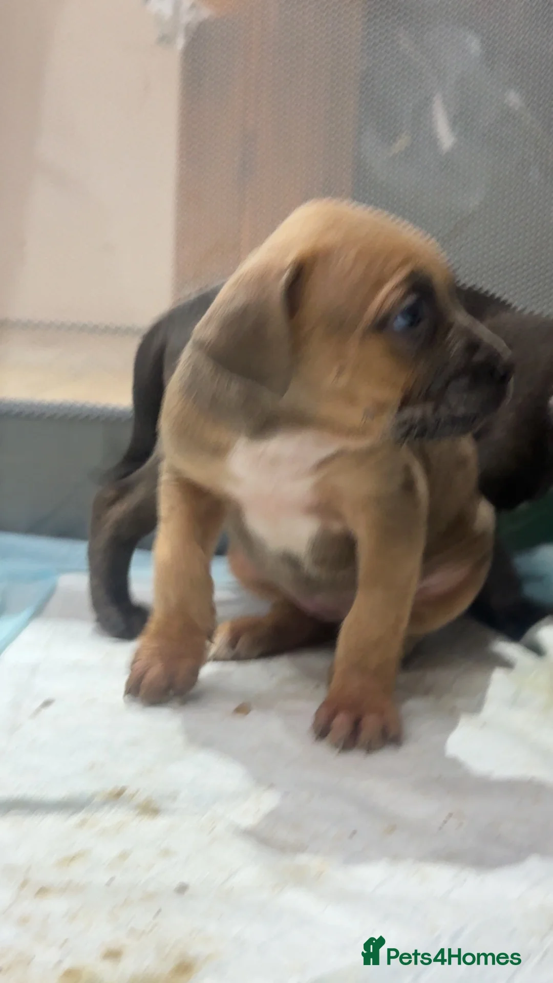 Cane Corso dogs for sale: Beautiful cane corso puppies  - Advert 12