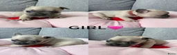 French Bulldog dogs for sale: Beautiful French Bulldog Puppies Available in Leicester - Advert 6