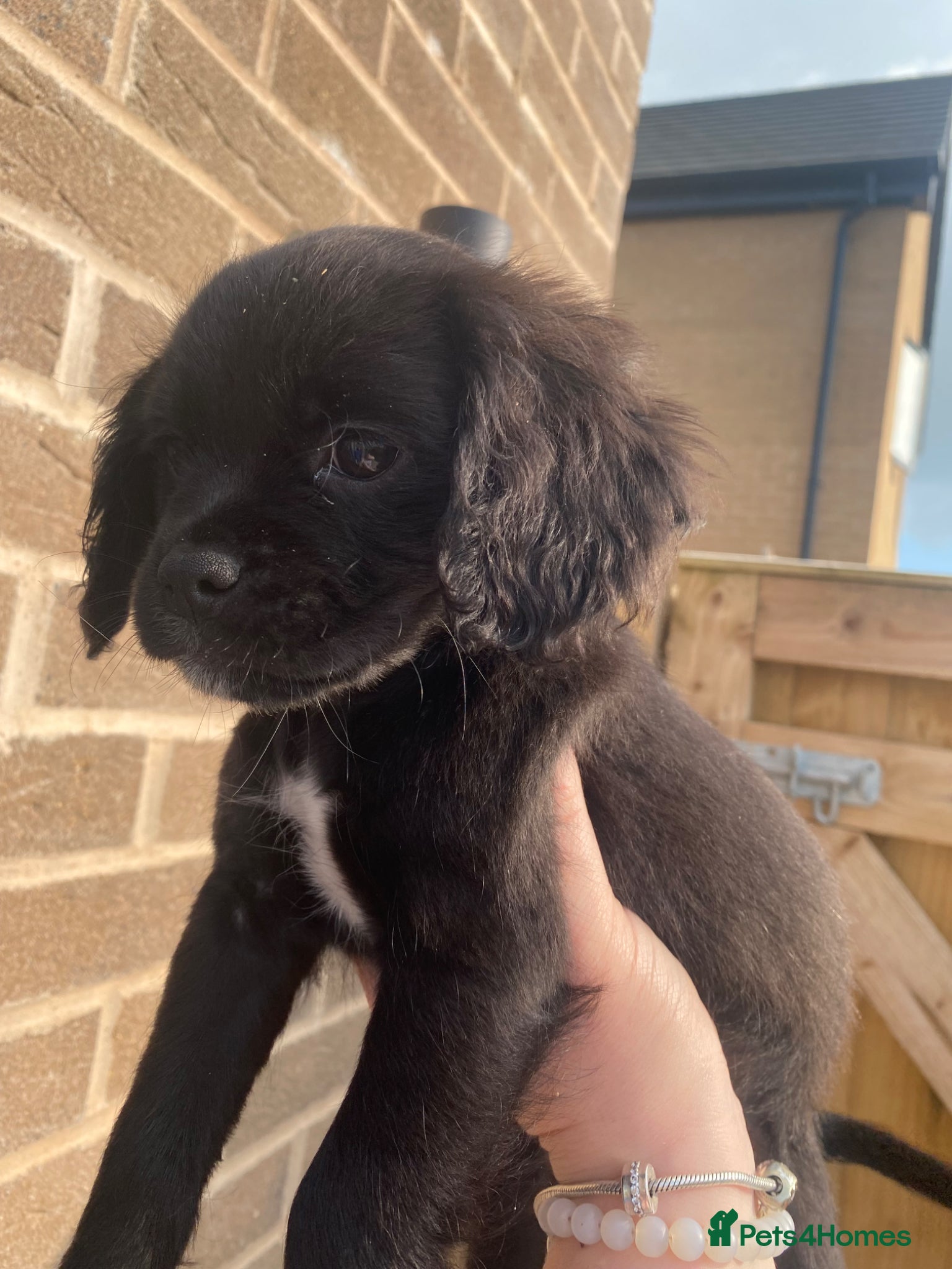 Mixed Breed dogs ♥️❤️Puppies Ready to Go ♥️❤️ - Advert 19