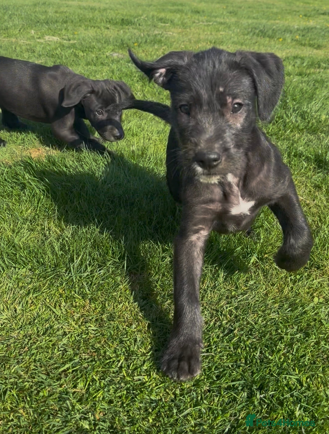 Mixed Breed dogs Lurcher x Presa  - Advert 21
