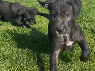 Mixed Breed dogs Lurcher x Presa - Advert 2