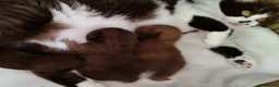 British Shorthair cats for sale: Fantastic chocolate pedigree GCCF registered kitt. - Advert 4