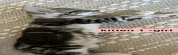 Mixed Breed cats for sale: Bengal - Maincoon mix - Advert 21