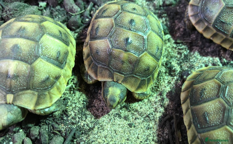 Tortoise reptiles - Advert 7