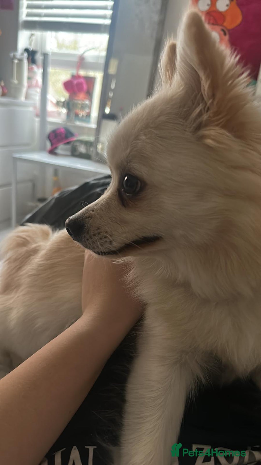 Mixed Breed dogs for sale: Pomeranian cross for sale  - Advert 2