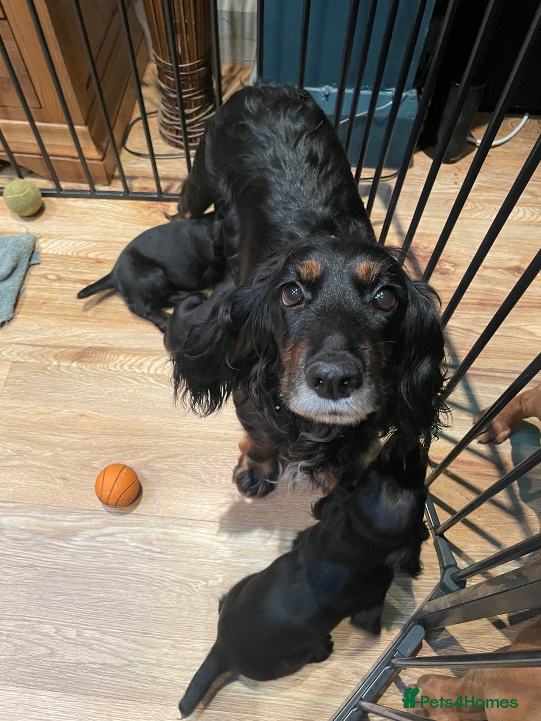 Cocker Spaniel dogs for sale: 1 Beautiful KC Reg working cocker bitch left! - Image 15