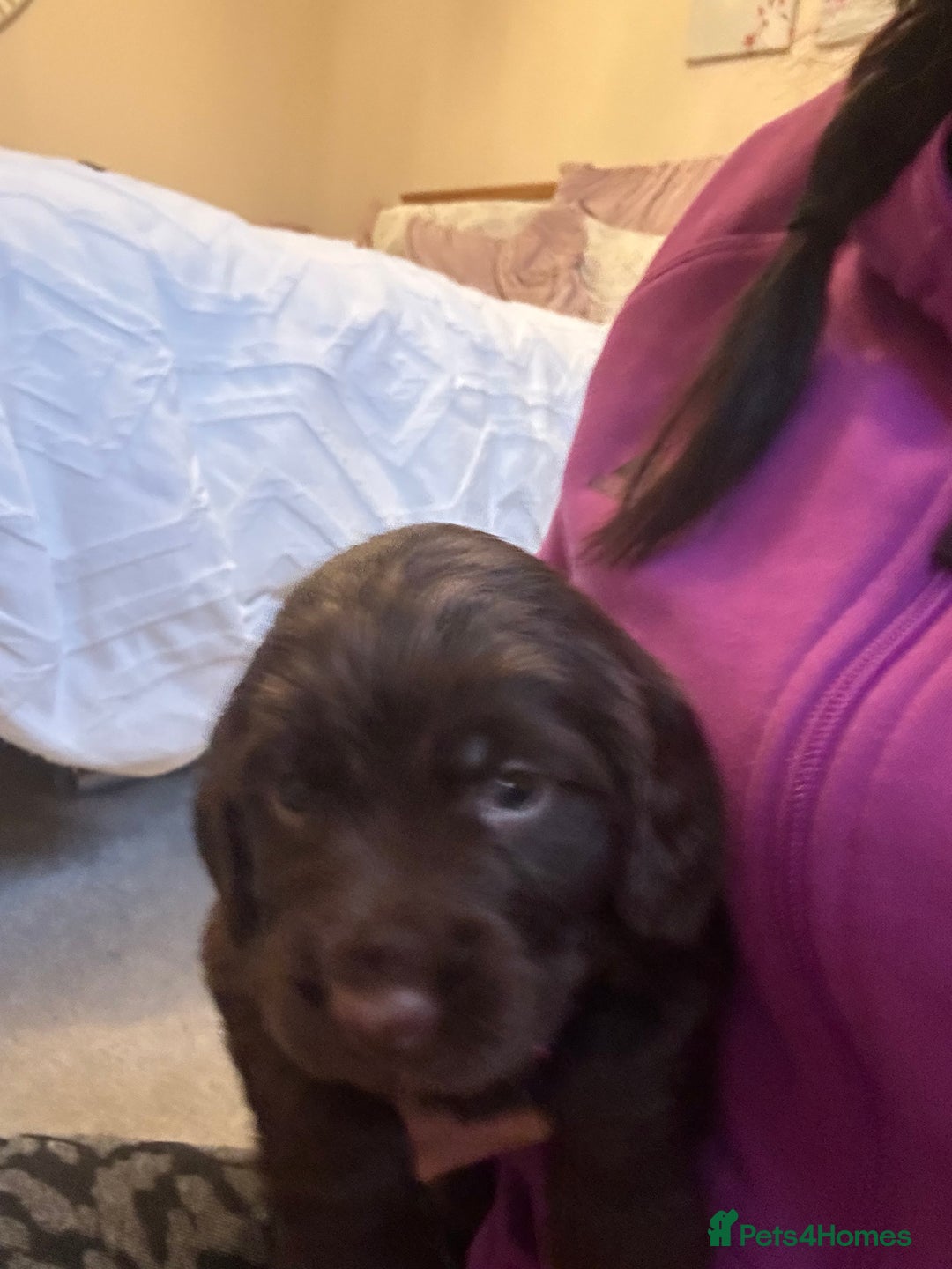 Cocker Spaniel dogs for sale: Cocker Spaniel Puppies- ready 17/12/25 - Advert 19