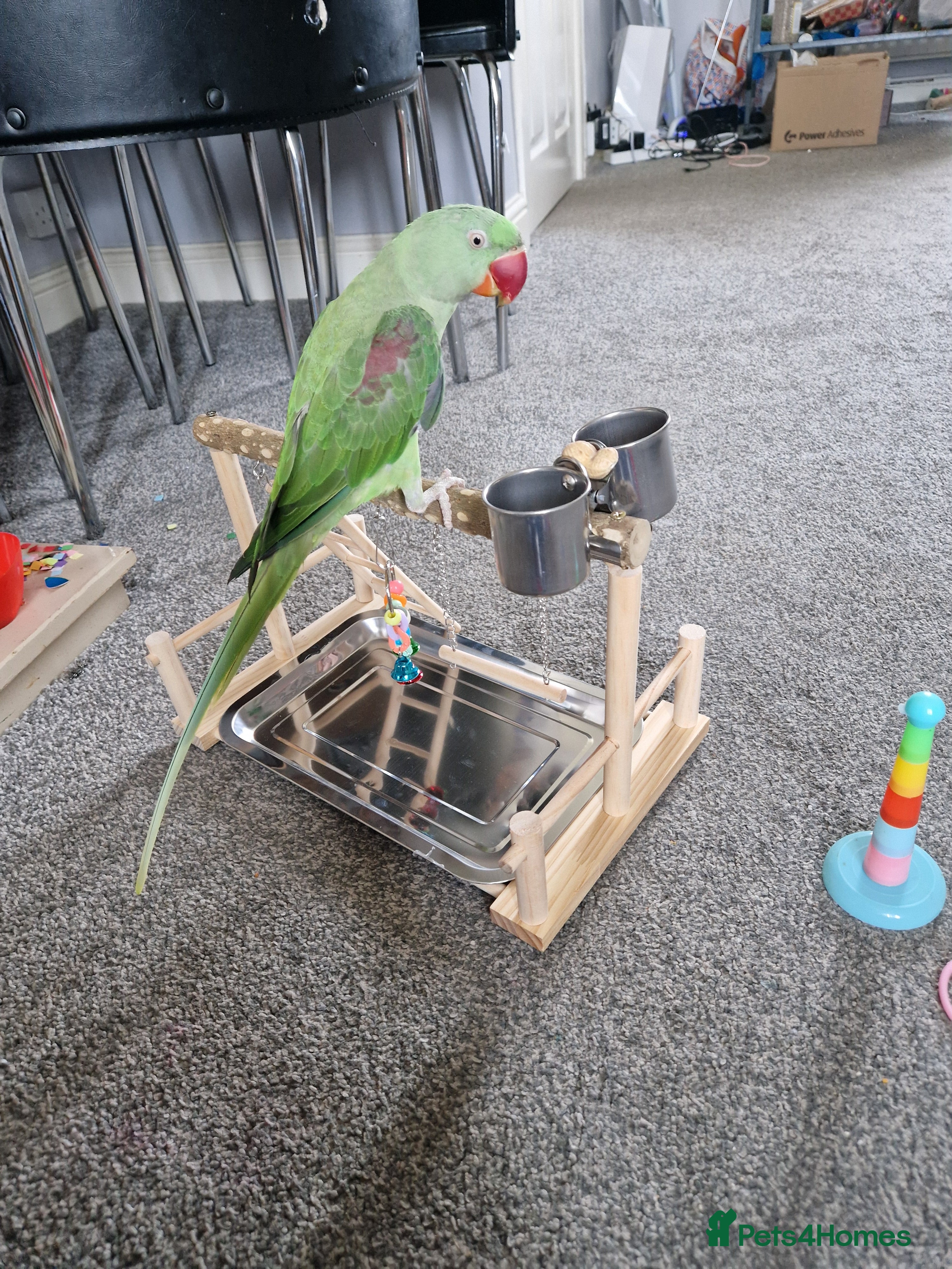 Parakeets birds Alexandrine parrokeet  - Advert 1