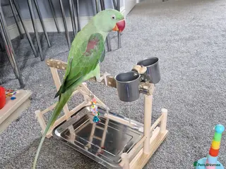 Parakeets birds Alexandrine parrokeet - Advert 1