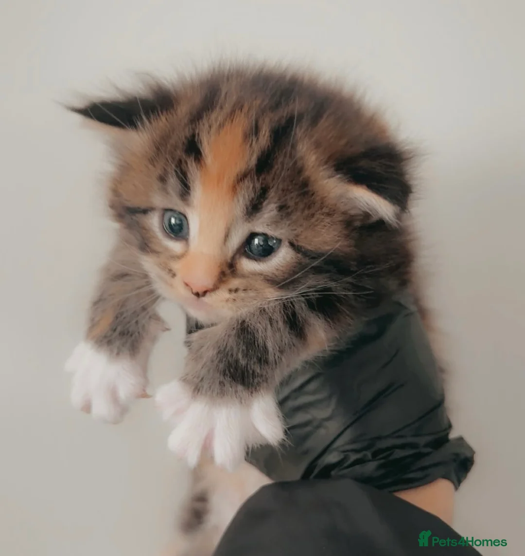 Maine Coon cats for sale: Full Pedigree Maine Coon Kittens  - Advert 1