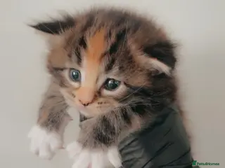 Maine Coon cats Full Pedigree Maine Coon Kittens - Advert 6