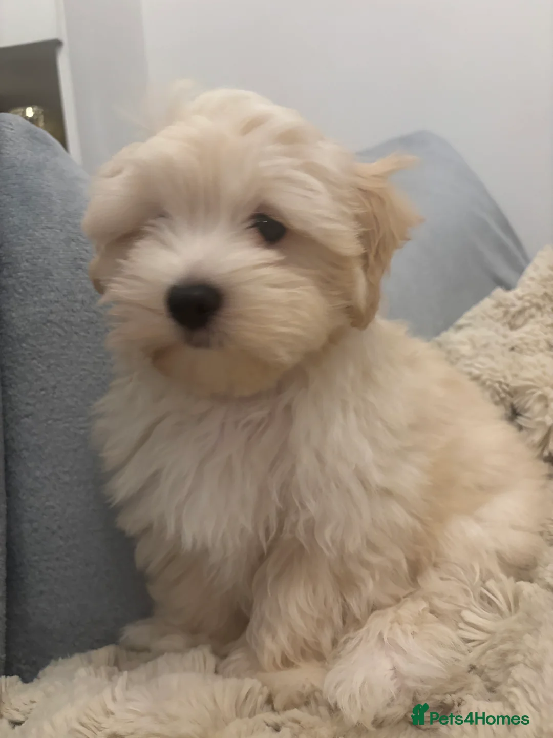 Maltipoo dogs for sale: Maltipoo - Advert 38