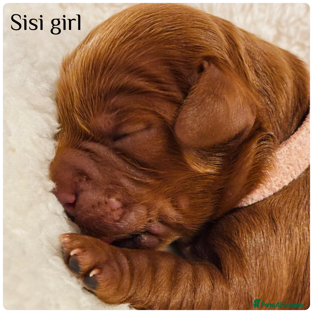 Cavapoo dogs for sale: Beautiful litter of F1 Cavapoo puppies  - Advert 9