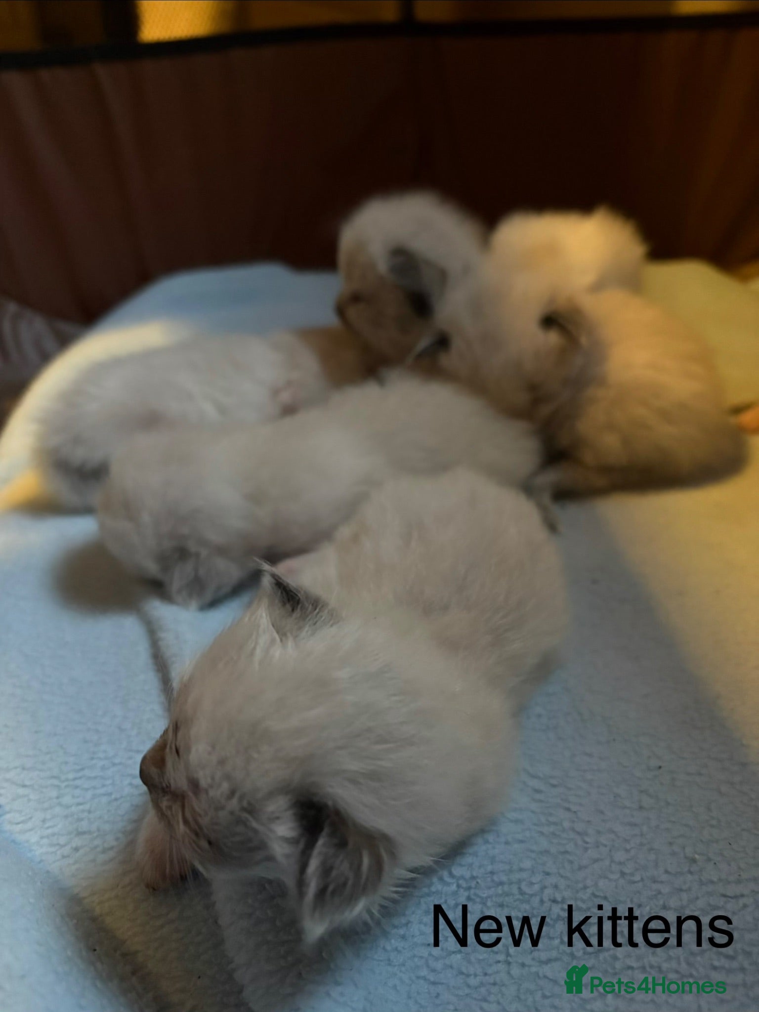 Ragdoll cats 💎✨Kitten Reserve list open✨💎 - Advert 15