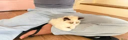 Ragdoll cats for sale: 🏆 RAGDOLL KITTENS 🏆 SHOW QUALITY  - Advert 10