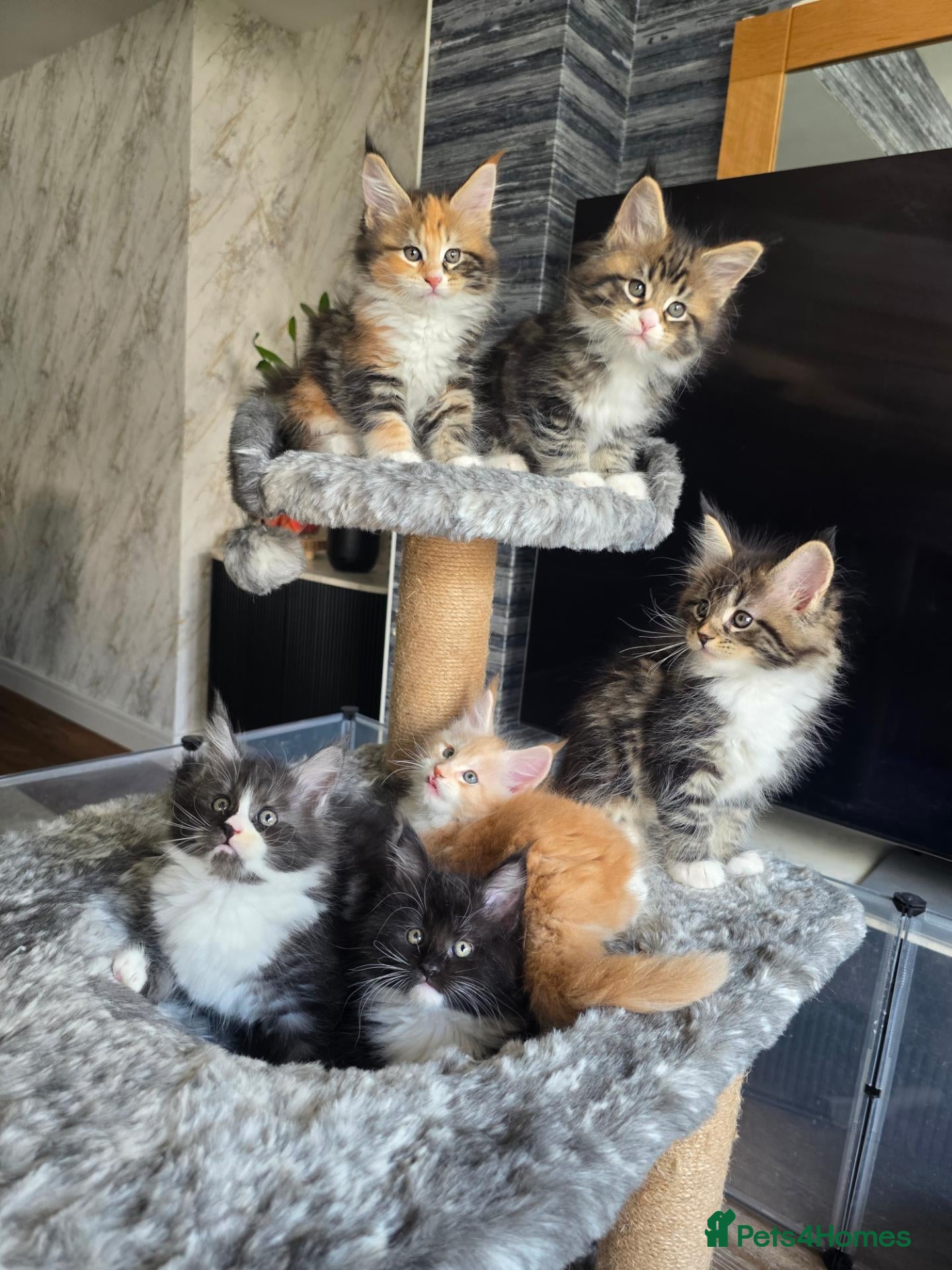 Maine Coon cats BEAUTIFUL MAIN COON KITTENS - Advert 1
