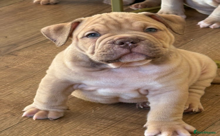 Mixed Breed dogs Stunning English bulldog mix pocket bully  - Advert 5