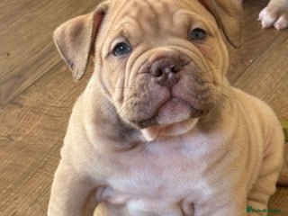 Mixed Breed dogs Stunning English bulldog mix pocket bully - Advert 3