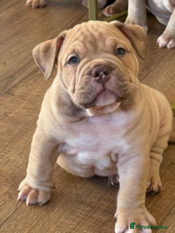 Mixed Breed dogs Stunning English bulldog mix pocket bully - Advert 5