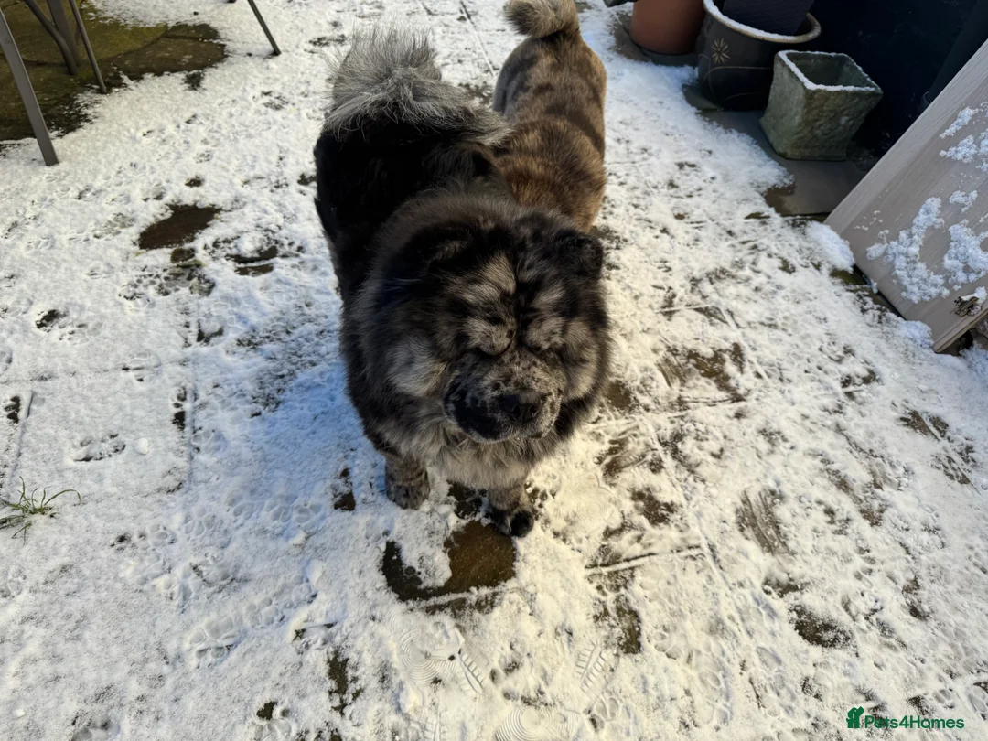 Chow Chow dogs for stud: Zoro Black Merle STUD Carrying Blue 💙 & Choc 🍫 - Advert 7