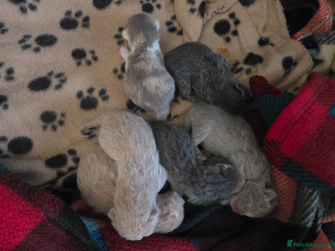 British Shorthair cats for sale: Excellent Quality BSH kittens for Reservation - Image 5