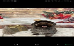 Cockapoo dogs for sale: 4year old Male cockerpoo  - Image 2