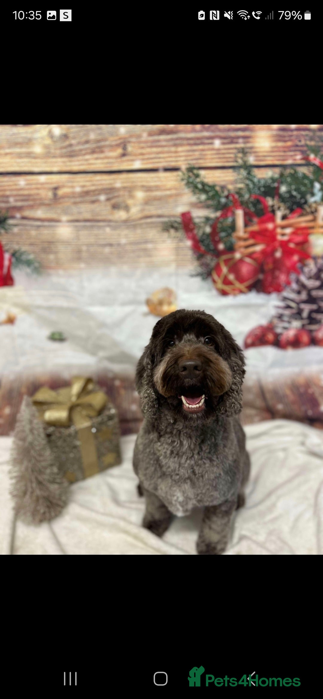Cockapoo dogs for sale: 4year old Male cockerpoo  - Image 2