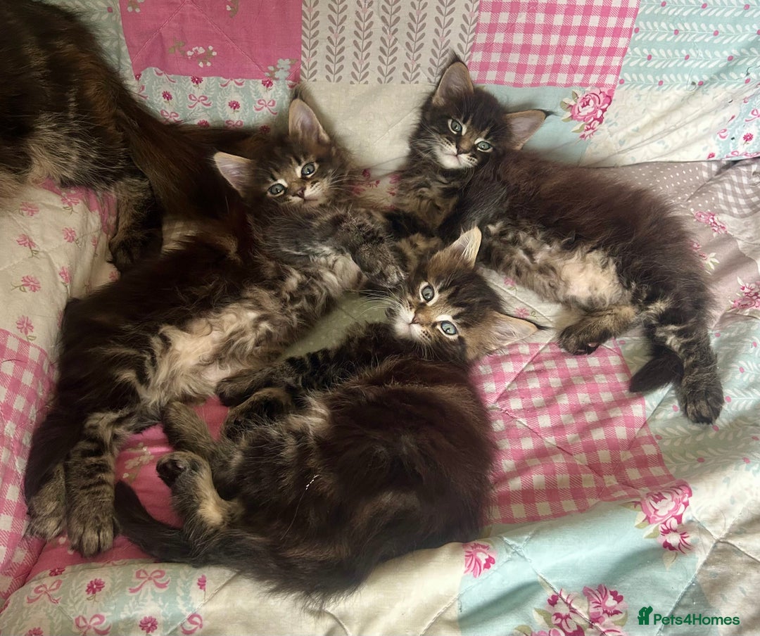Maine Coon cats for sale: GCCF reg Maine Coon Kittens Stunning Tabby litter - Image 8