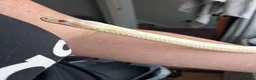 Corn Snake reptiles for sale: Various corn snakes for sale, Snow Tessera & more - Advert 10