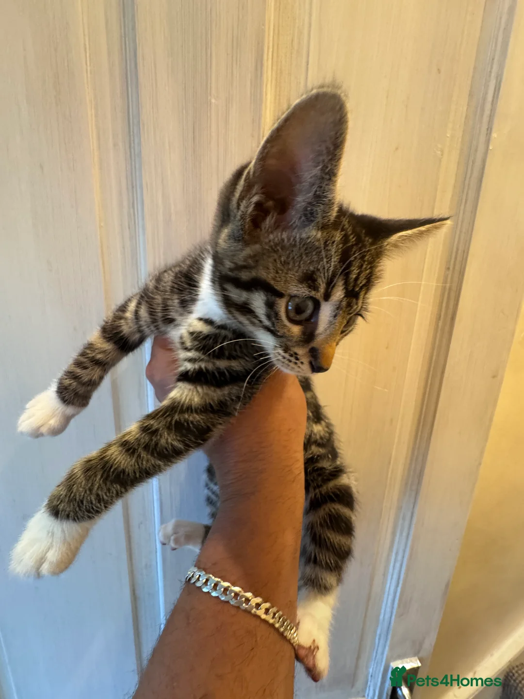 Bengal cats for sale: Bengal kittens  - Advert 11