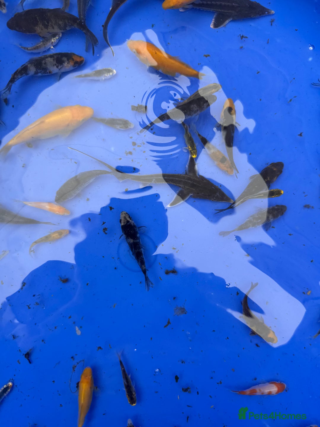 Koi Carp fish for sale: Small koi and sturgeon for sale  - Image 3