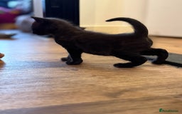 Mixed Breed cats for sale: 4 beautiful mixed breed kittens  - Image 5