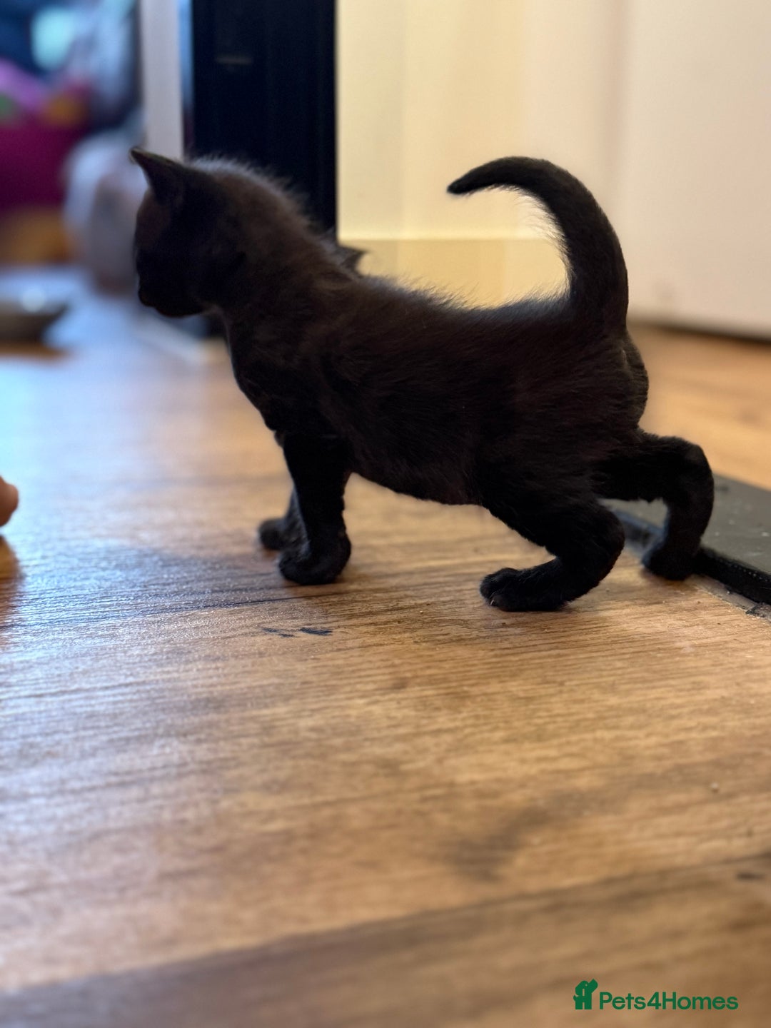 Mixed Breed cats for sale: 4 beautiful mixed breed kittens  - Image 5