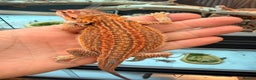 Bearded Dragon reptiles for sale: Super red and Gstripe Baby Breaded dragons - Advert 7