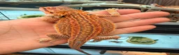 Bearded Dragon reptiles for sale: Super red Baby Breaded dragons - Advert 7