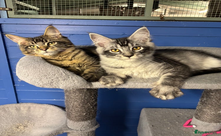 Maine Coon cats - Advert 10